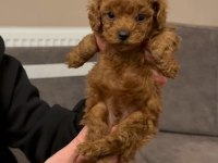 Kore Poodle Yavrular Sağlık Garantili