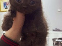 Çikolata Rengi Scottish Fold Dişi