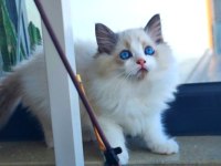 Kedilibab'dan Şecereli Show Kalite Ragdoll Kediler