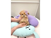 Toy Poodle Birbirinden Güzel Yavrular