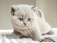Masum bebek lilac british shorthair