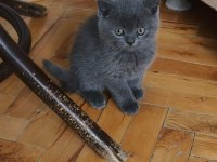 British shorthair 60 günlük