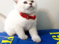 British Shorthair Yavrularımıza Yeni Yuvalarını Arıyoruz