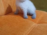 Süper Kalite British Shorthair Yavrular