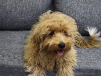6 Aylık Maltipoo Köpek Erkek