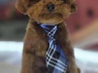 Anne Kore Baba Kore Teddy Face Aşırı Zeki Poodle