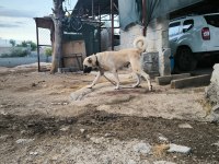 Orjinal Üst Düzey Kaliteli Kangal