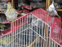 Takım damızlık 1.5 yaş sultan papağanı