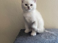 Scottish straight erkek