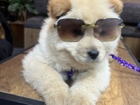 Ped Eğitimli Çok Uysal Sevimli Çin Aslanı