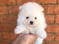 Ayı Surat Pomeranian Yavruları