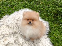 Pofuduk teddy bekar mükemmel yavru