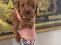Cavapoo yavrular - aile dostu ve tüy dökmeyen özel ırk
