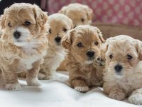 Ruhsatlı İşletmeden Mini Maltipoo Köpekler