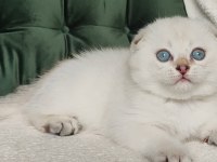 Minnoşum silver scottish fold shorthair yavrumuz