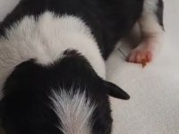 Border Collie Siyah Beyaz Ve Kahve Beyaz Yavrular