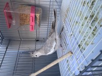 Wf Damızlık Dişi Sultan Papağanı