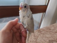 Yavru Albino Erkek Muhabbet Kuşu