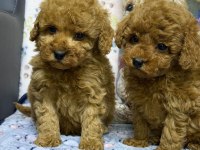 Teacup Poodle Köpeği Bebekler