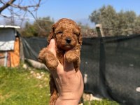 Mini Toy Poodle Bebekler Evden