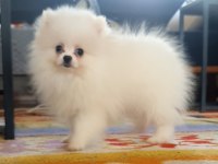 Pomeranian ırk ve sağlık garantili