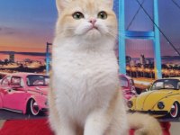 Şecereli dişi golden british shorthair