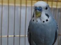 Çift Mutasyon Muhabbet Kuşu