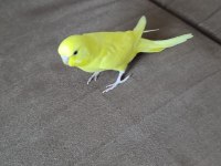 1 Aylık Yavru Dişi Muhabbet Kuşu