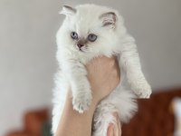 Güzellik Abidesi British Longhair Yavru