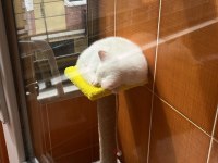 Dişi British Shorthair Silver Point Mavi Göz