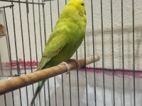 Eşe Hazır Kızgın Dişi Muhabbet Kuşum Uyguna