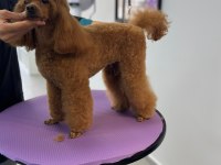 Teacup Toy Poodle Yavrular