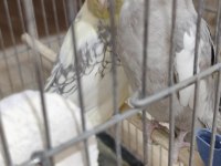 Sağlam Kan Hattı Olan Takım Sultan Papağanı