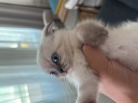 Siyam Mavi Gözlülerimiz Yeni Sahiplerini Arıyor