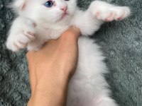 Scottish Fold Ve British Shorthair Yavrularımız