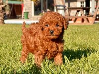 Poodle Çiftliğinden Toy Poodle Yavrularımız