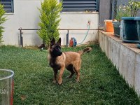 7 aylık dişi aşıları tam belçika kurdu çip takıldı