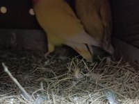 Hobiciden Yavru Alınmış Sevda Papağanı Takımlar