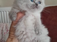 İran Kedisi Yavrularımız Rezerveye Açılmıştır