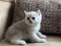Full Şecereli Anne Babanın Silver British Shorthair Bebeği