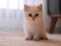 Şecereli British Shorthair Dişi Ve Erkek Yavru