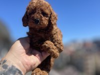 Red Brown Toy Poodle Yavrular