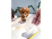 Safkan maltipoo köpeği bebeklerimiz