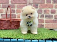 Safkan Pomeranian Boo Köpeklerimiz