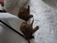 Kore tea cup poodle yavrular