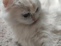 Güzel British Longhair Prensesim