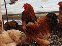 Buff Brahma Kuluçkalık Yumurta