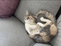 Exotic Shorthair Dişi Yavrumuzu Sahiplendiriyoruz