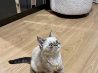 Blue point dişi yavru kedimiz