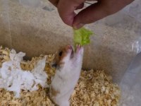 Ele Alışkın Suriye Hamster